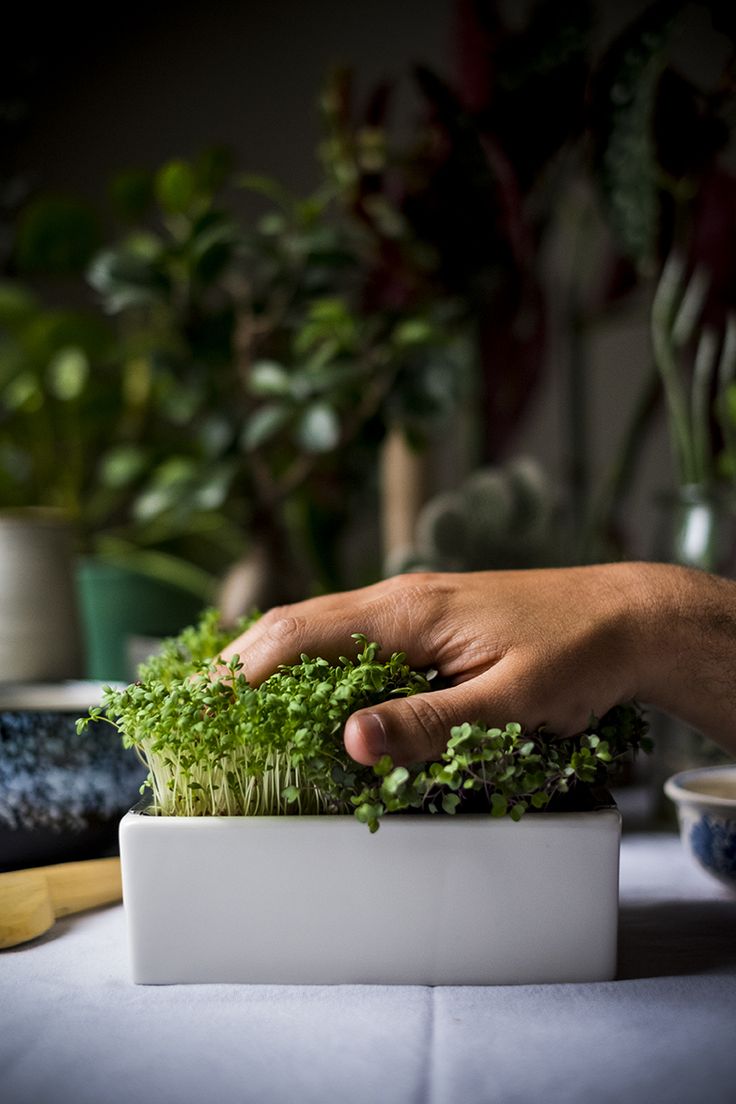 Fresh Microgreens